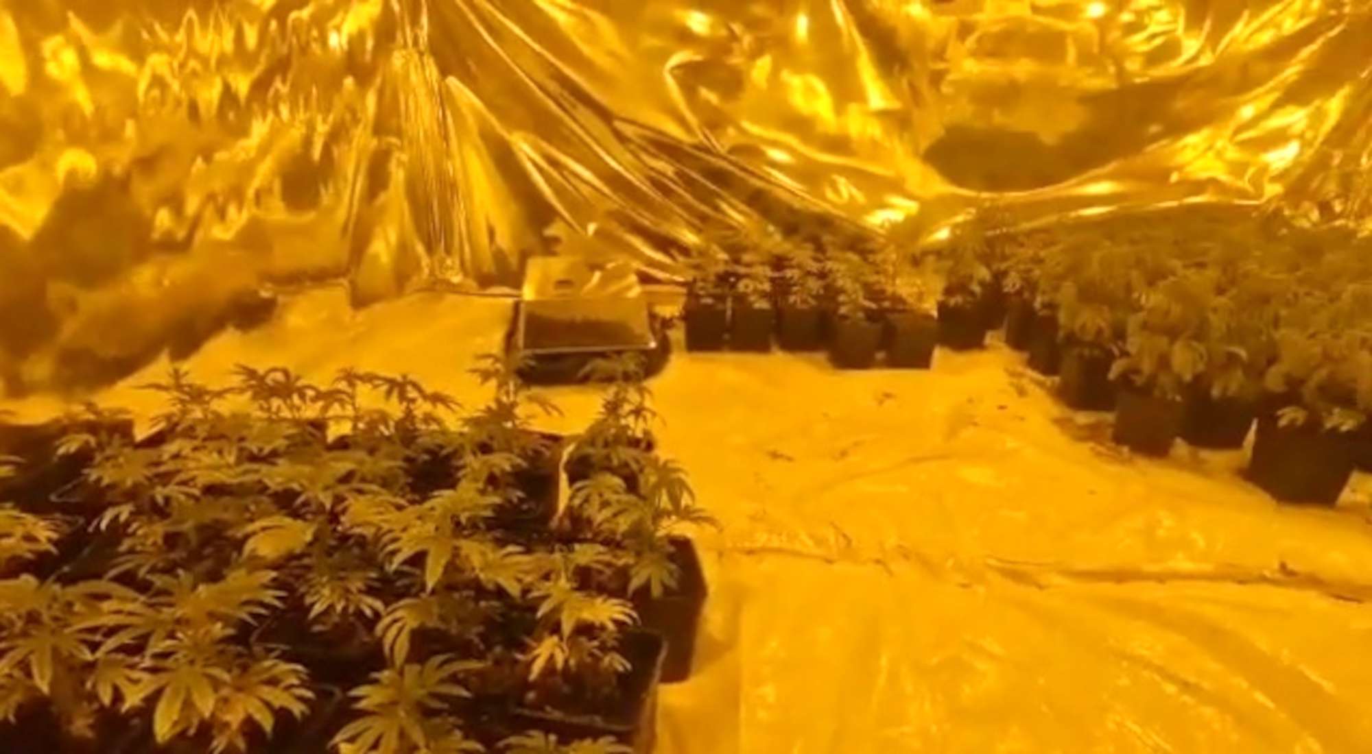 Read more about the article DRUG BUST: Operation AVRO Uncovers Cannabis Nursery In Middleton Raid