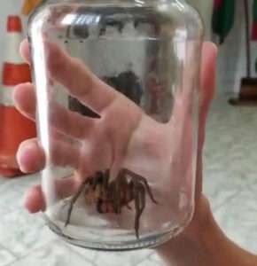 Read more about the article Bloke Finds World’s Deadliest Spider In His House