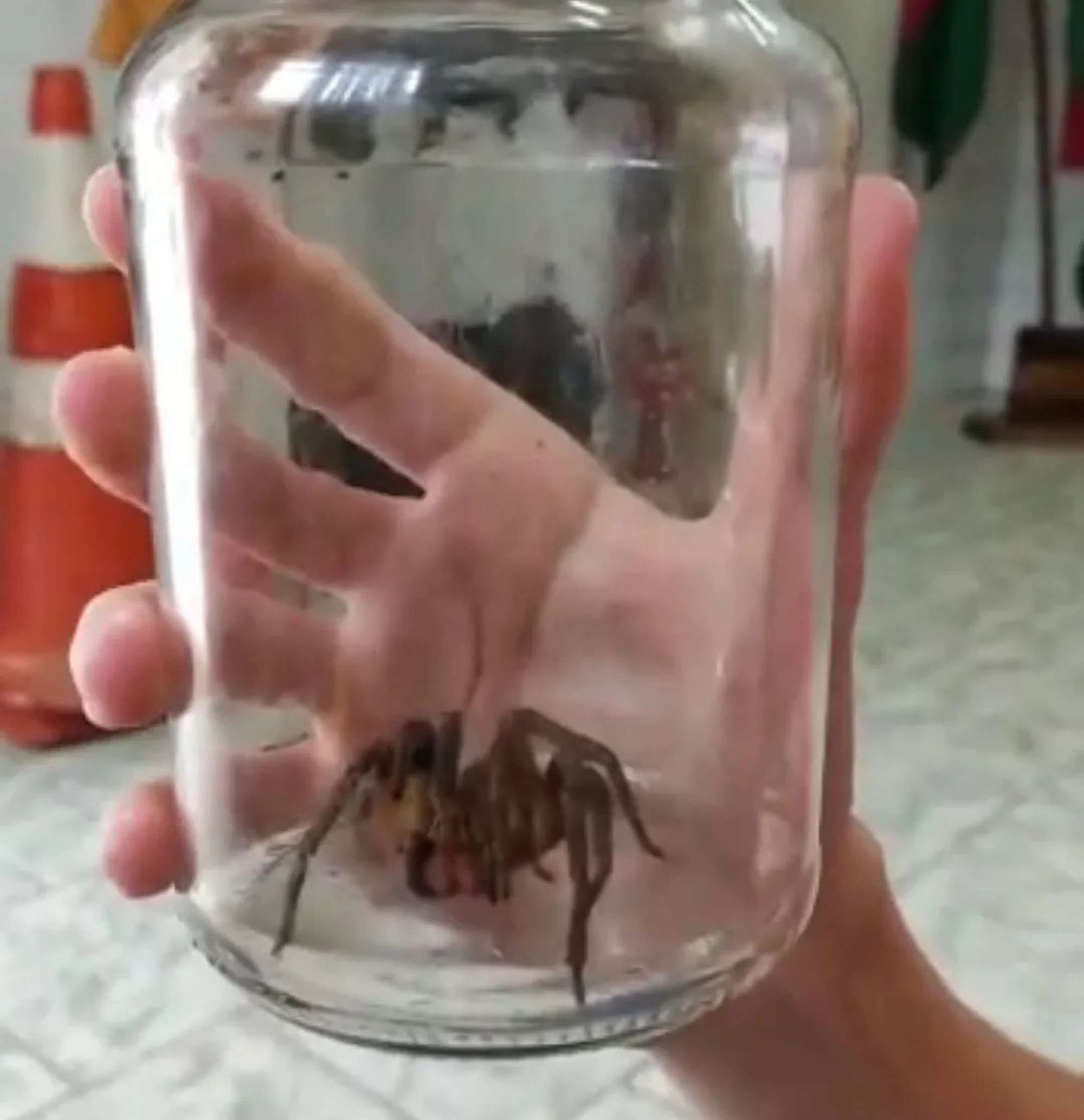 Read more about the article Bloke Finds World’s Deadliest Spider In His House