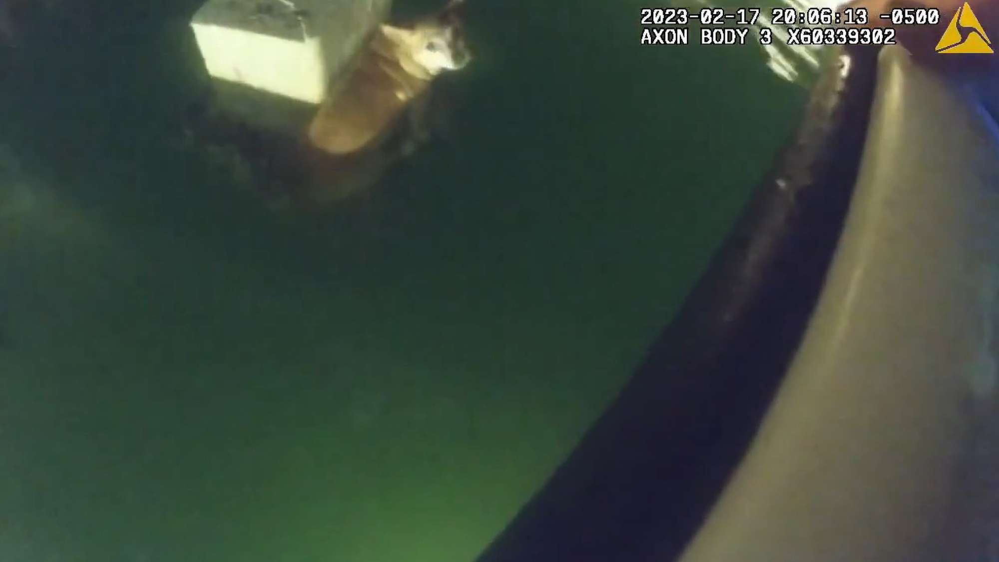 Read more about the article Moment Cops Save Tinkerbell The Chihuahua From The Ocean