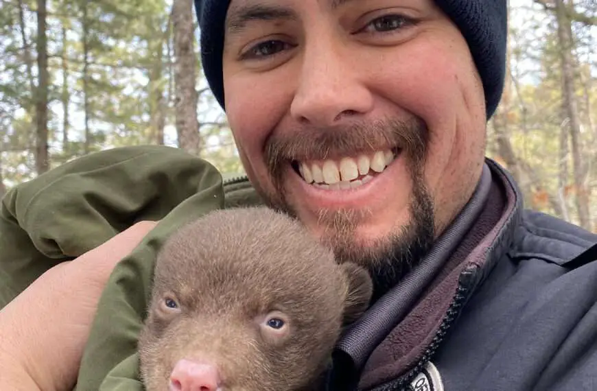 USA Wildlife Conservationists Looking For Professional Bear Hugger