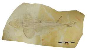 Read more about the article  Ray Of Light On Jaws’ 150-Million-Year-Old Ancestor