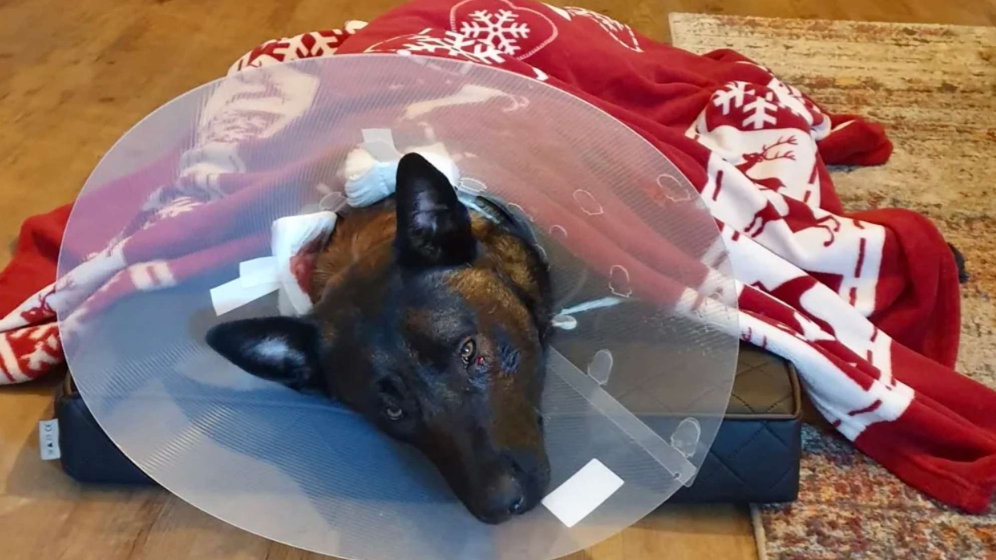 Read more about the article Vets Rescue Police Dog After Offender Knifes It Twice In Head And Neck Following Heated Argument With Mother