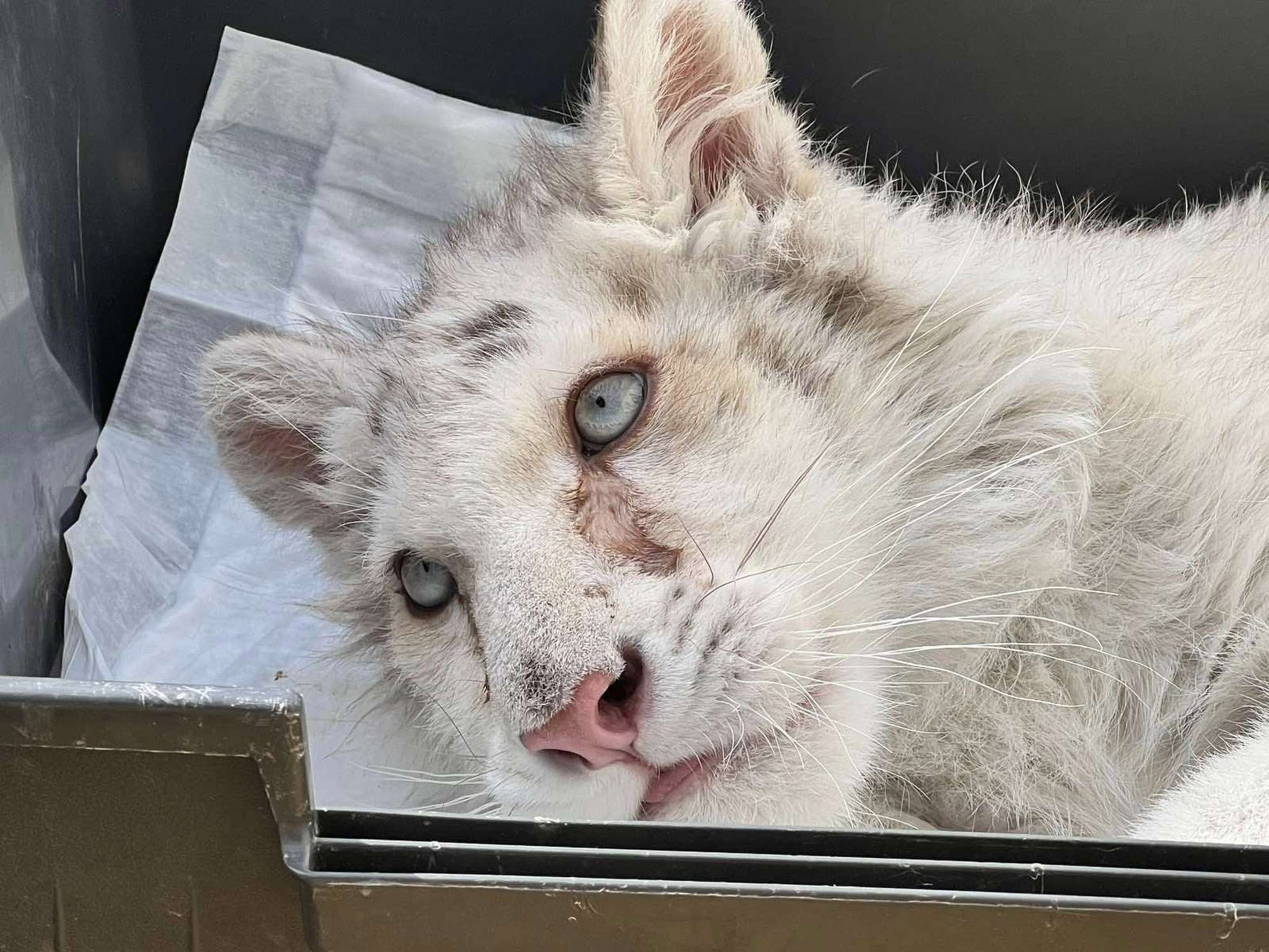 Read more about the article  Rare White Cub Found Abandoned Under Dumpster