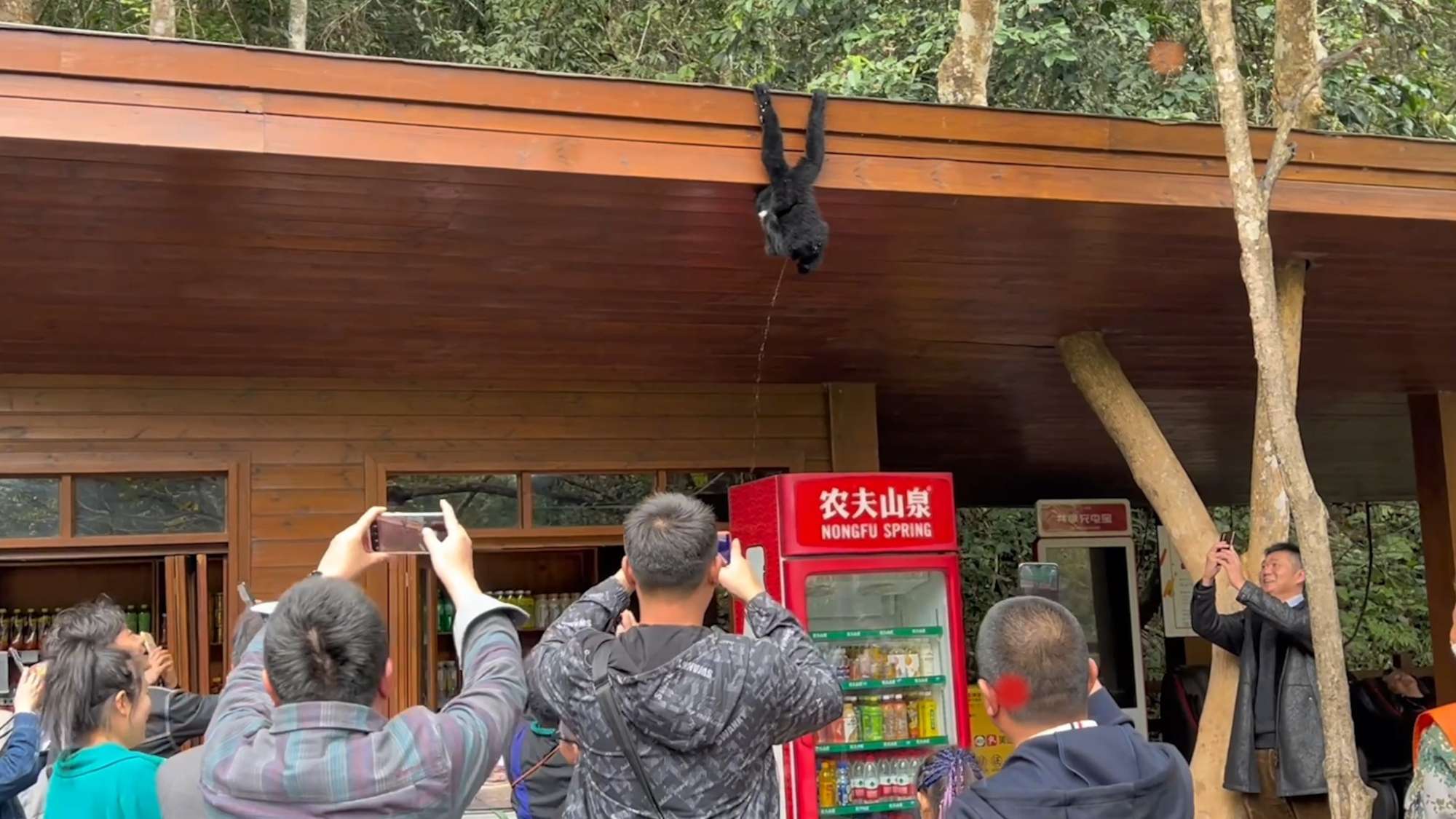 Read more about the article Wild Monkey Hangs From Shop Roof While Urinating On Tourists
