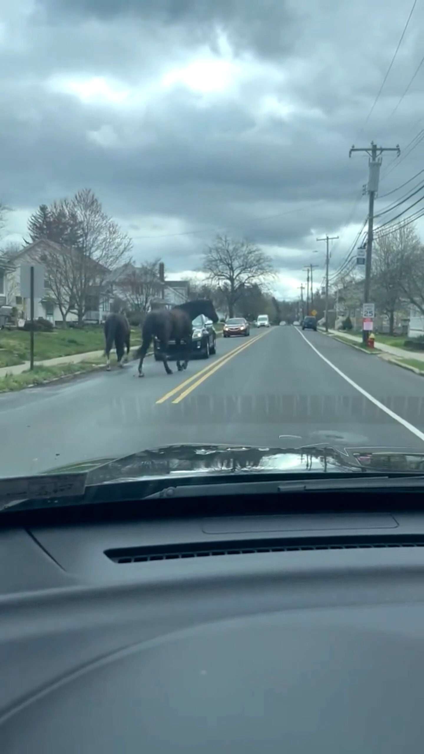 Read more about the article Escaped Horses Lead Police On Slow Chase Around Town