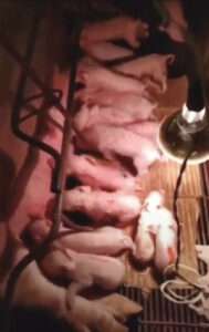Read more about the article Pig Mother Gives Birth To 41 Piglets