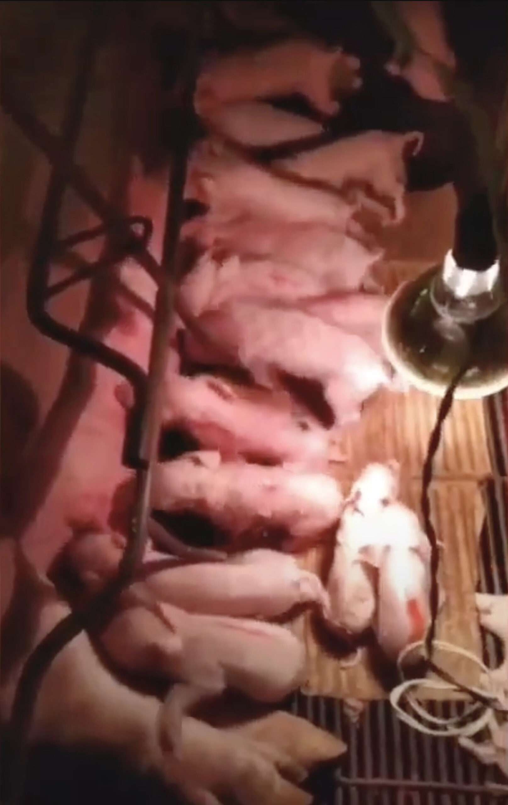Read more about the article Pig Mother Gives Birth To 41 Piglets