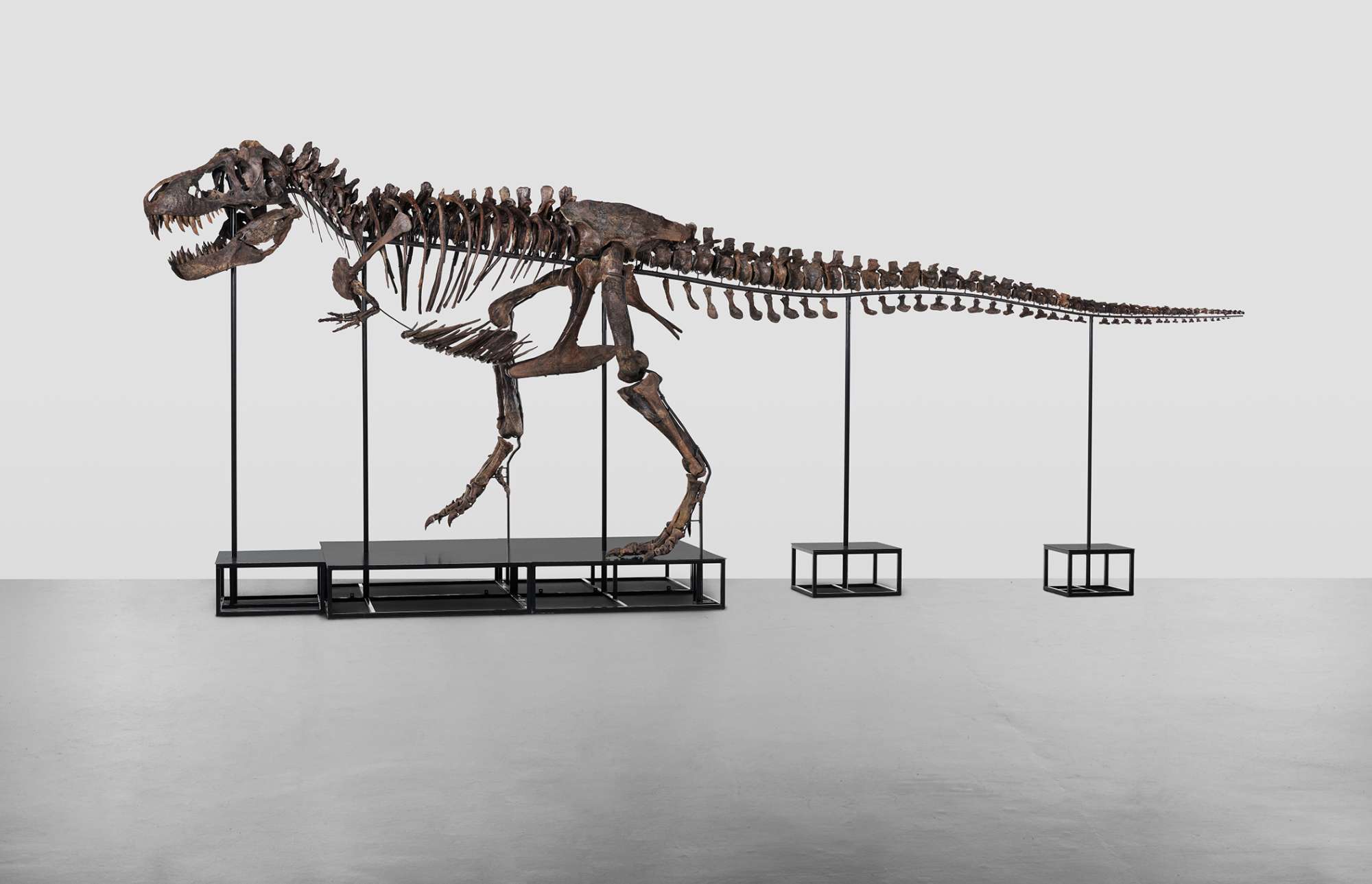 Read more about the article T-Rex Skeleton Auction Next Month