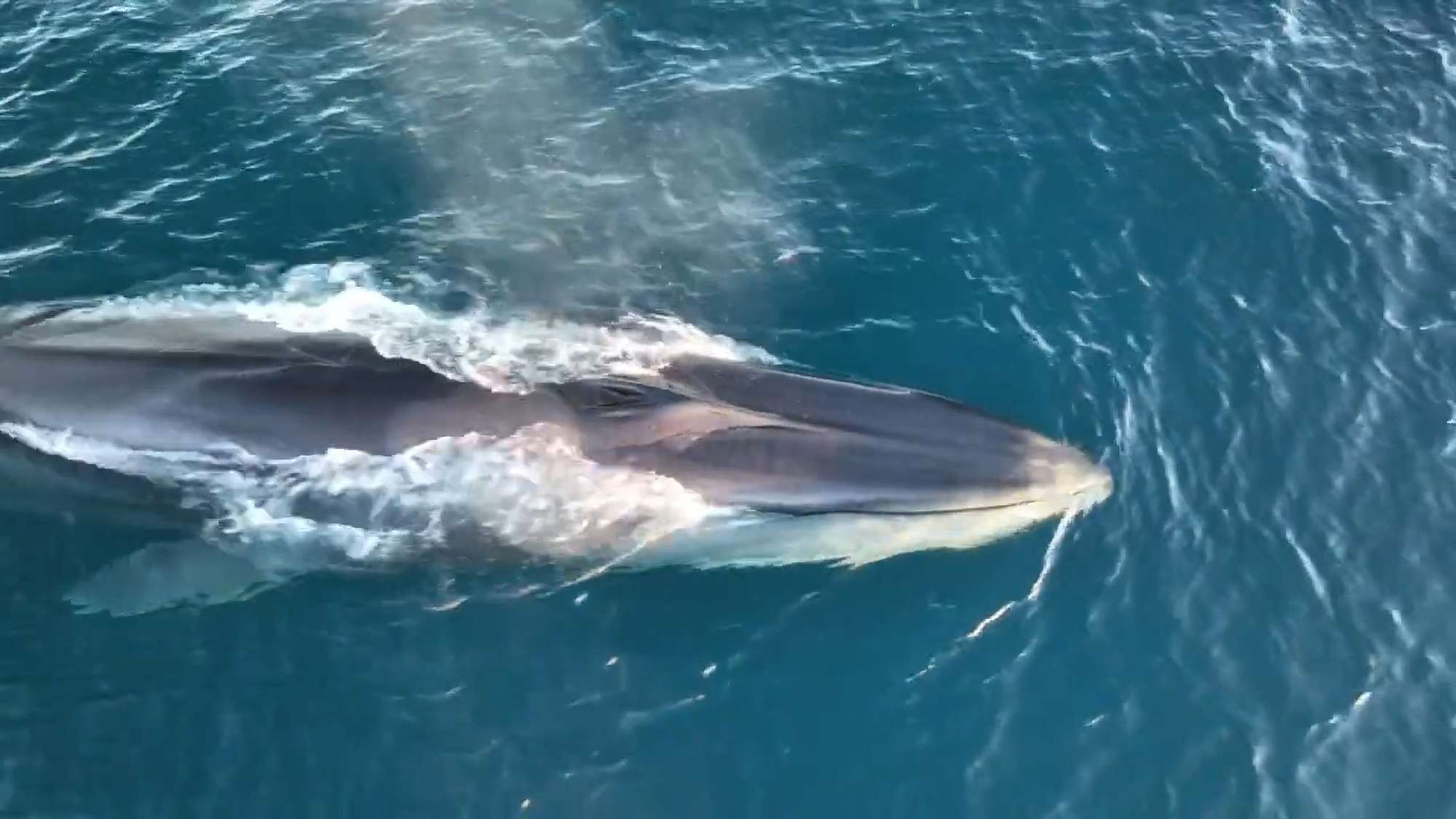 Read more about the article Six Rorquals Including Mum And Calf Spotted Off Spanish Coast