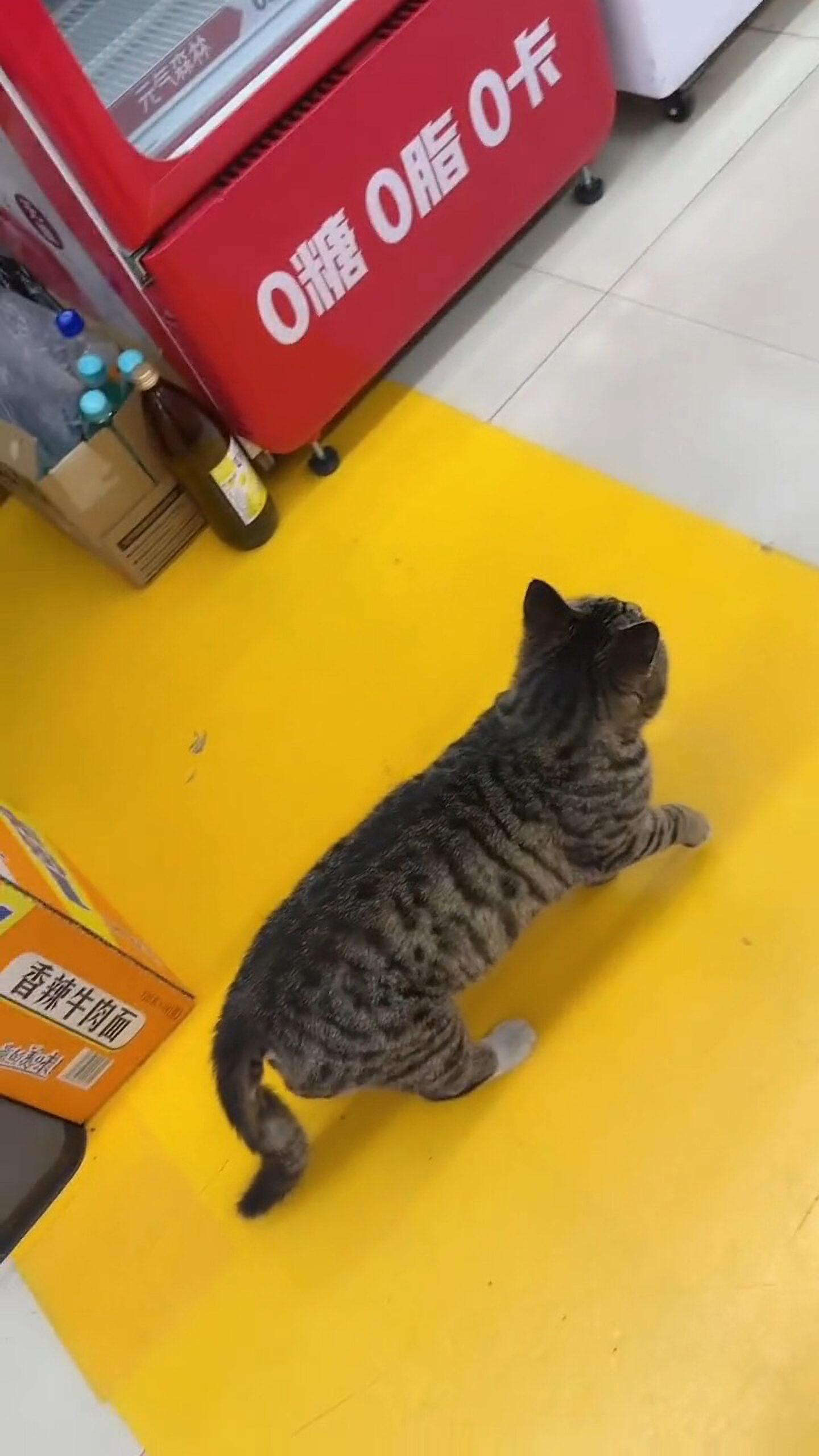 Read more about the article  Cat Caught Faking A Limp As It Waltzes Around Owner’s Store