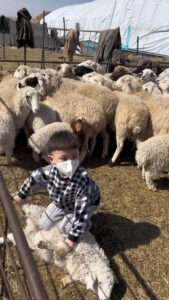 Read more about the article Young Boy Showcases Incredible Sheep-Handling Prowess