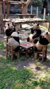 Read more about the article Giant Pandas Sit Down To Lunch