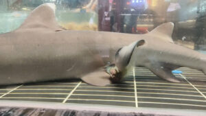 Read more about the article Pet Shark Gives Birth To Three Babies Inside Restaurant Aquarium