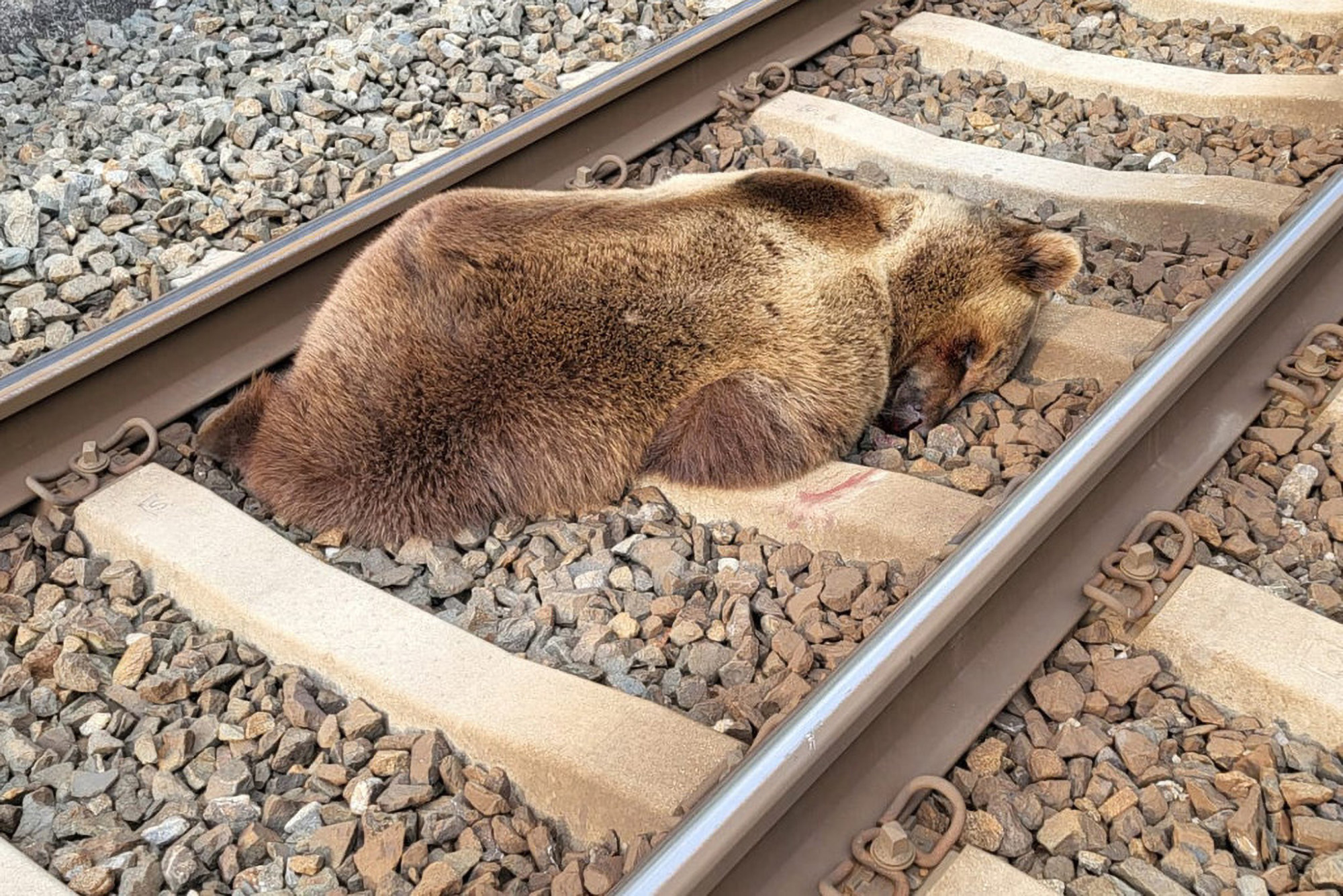Read more about the article Wandering Brown Bear Dies On The Railway Tracks After Getting Struck By Train In Austria