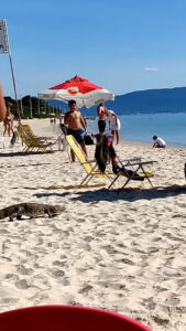 Read more about the article Cute Moment Baby Caiman Joins Holidaymakers For Day At Beach And Dip In Sea