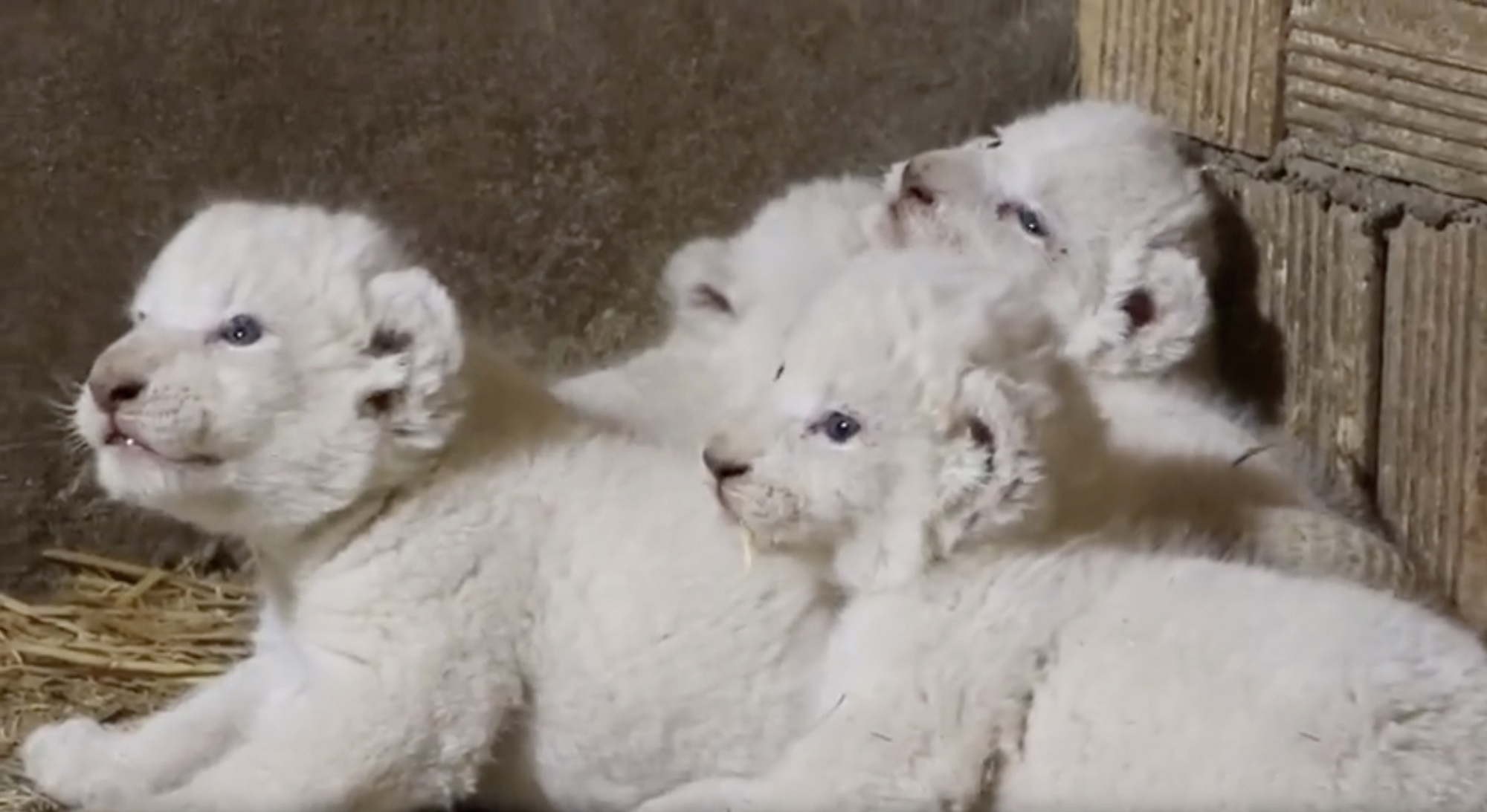 Read more about the article Adorable White Lion Cub Quads Get Licking From Mum