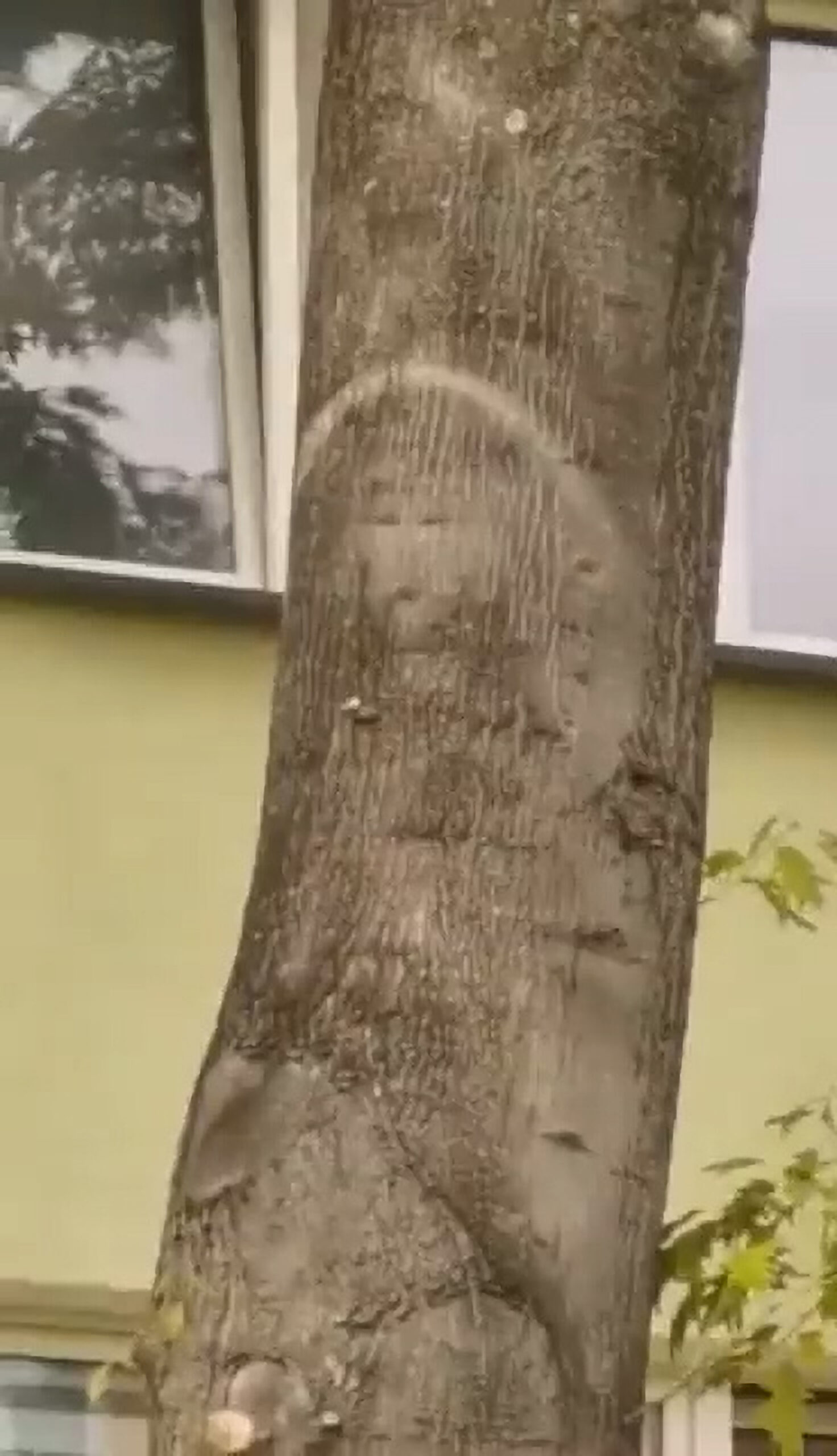 Read more about the article  Faithful Flock To Tree In Polish Town After Image Of Christ Appears In Bark