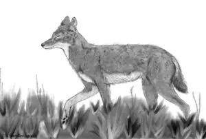 Read more about the article World’s Only Ethiopian Wolf Fossil From 1.5 Million Years Ago Offers Climate Clues For Future Survival