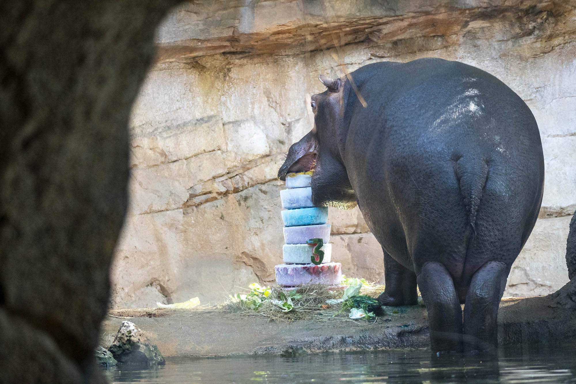 Read more about the article Hungry Hippo Gets Seven-Tier Birthday Cake