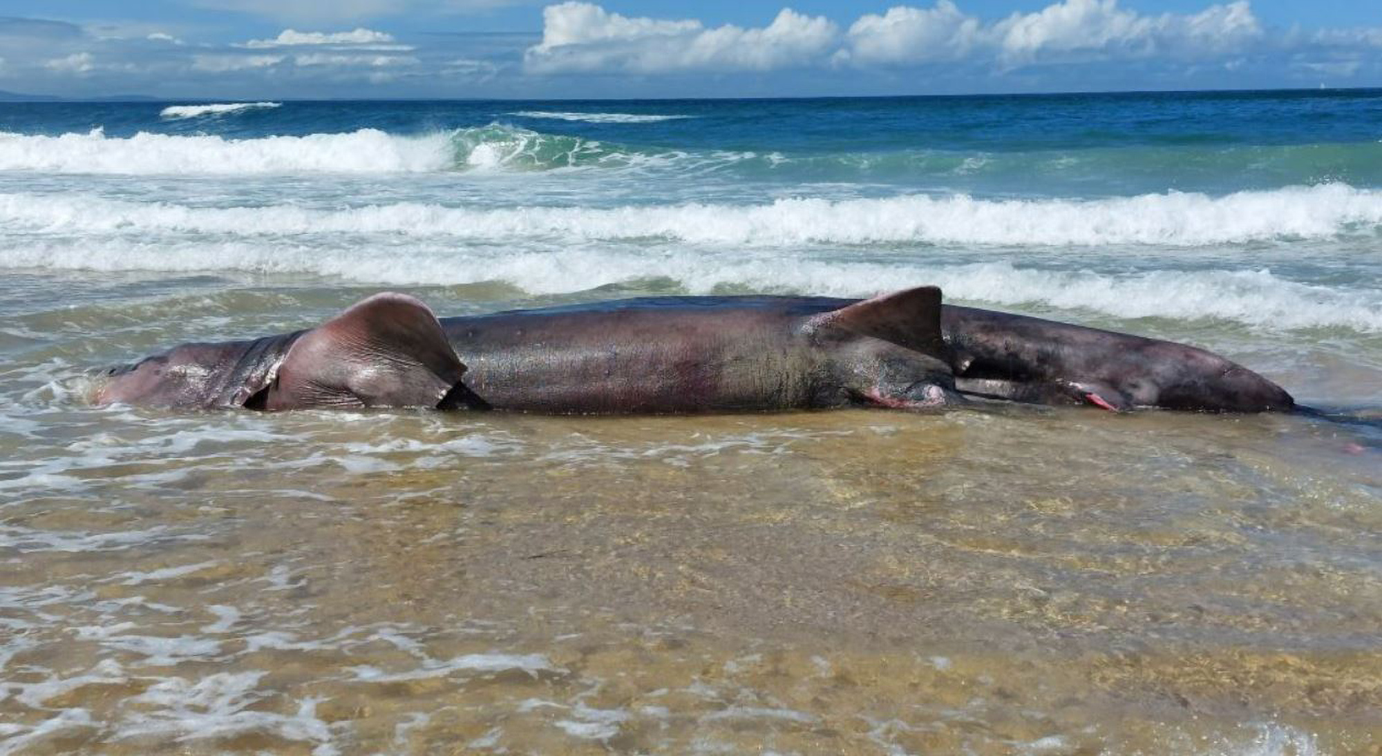 Read more about the article Sad End Of Beached Basking Shark