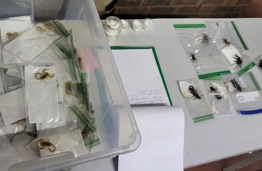 Air Passenger Caught With More Then 600 Creepy Crawlies Stashed In Bag