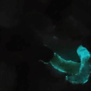 Read more about the article Bizarre Moment Cooked Shrimp Glows Blue In The Dark