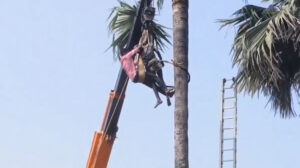 Read more about the article Man Dies After Suffering Heart Attack While On Top Of Palm Tree
