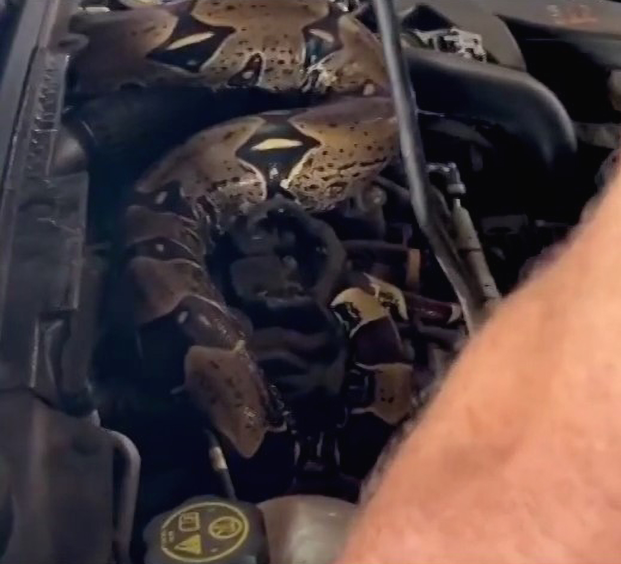 Read more about the article Mechanic Drops Hood After Finding 7-Foot Boa Constrictor Was Reason For Gear Problem