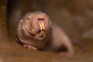 Read more about the article Cute Baby Naked Mole-Rats Race Through Tunnels And Cuddle Up To Fight The Cold