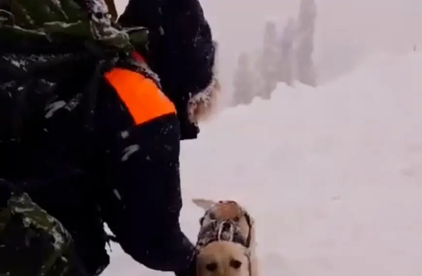 Brave Labrador Looks For Six Tourists Buried Under Snow After Avalanche In Sochi