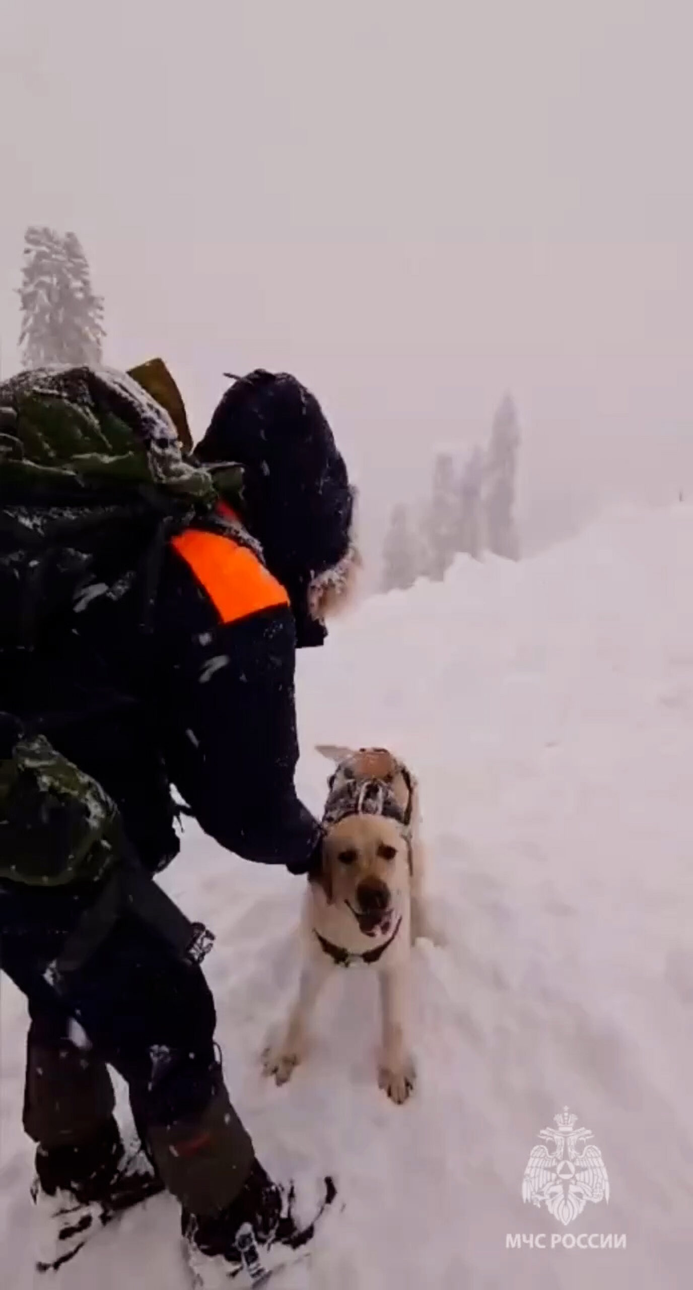 Read more about the article Brave Labrador Looks For Six Tourists Buried Under Snow After Avalanche In Sochi
