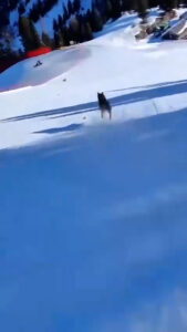 Read more about the article Cops Hunt Italian Skier Who Laughed As He Chased Wolf Down Slope Into Safety Netting