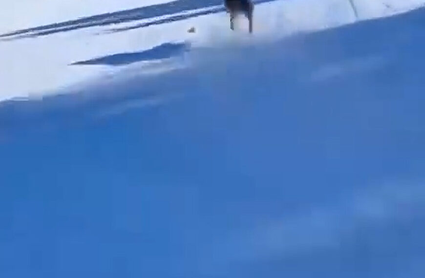 Cops Hunt Italian Skier Who Laughed As He Chased Wolf Down Slope Into Safety Netting