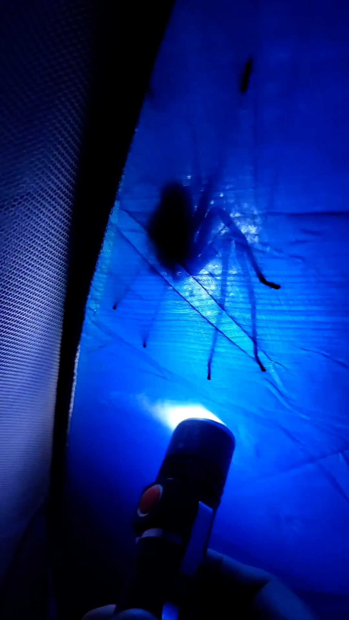 Read more about the article Torch Lit Up Huge Spider Crawling Across Tent