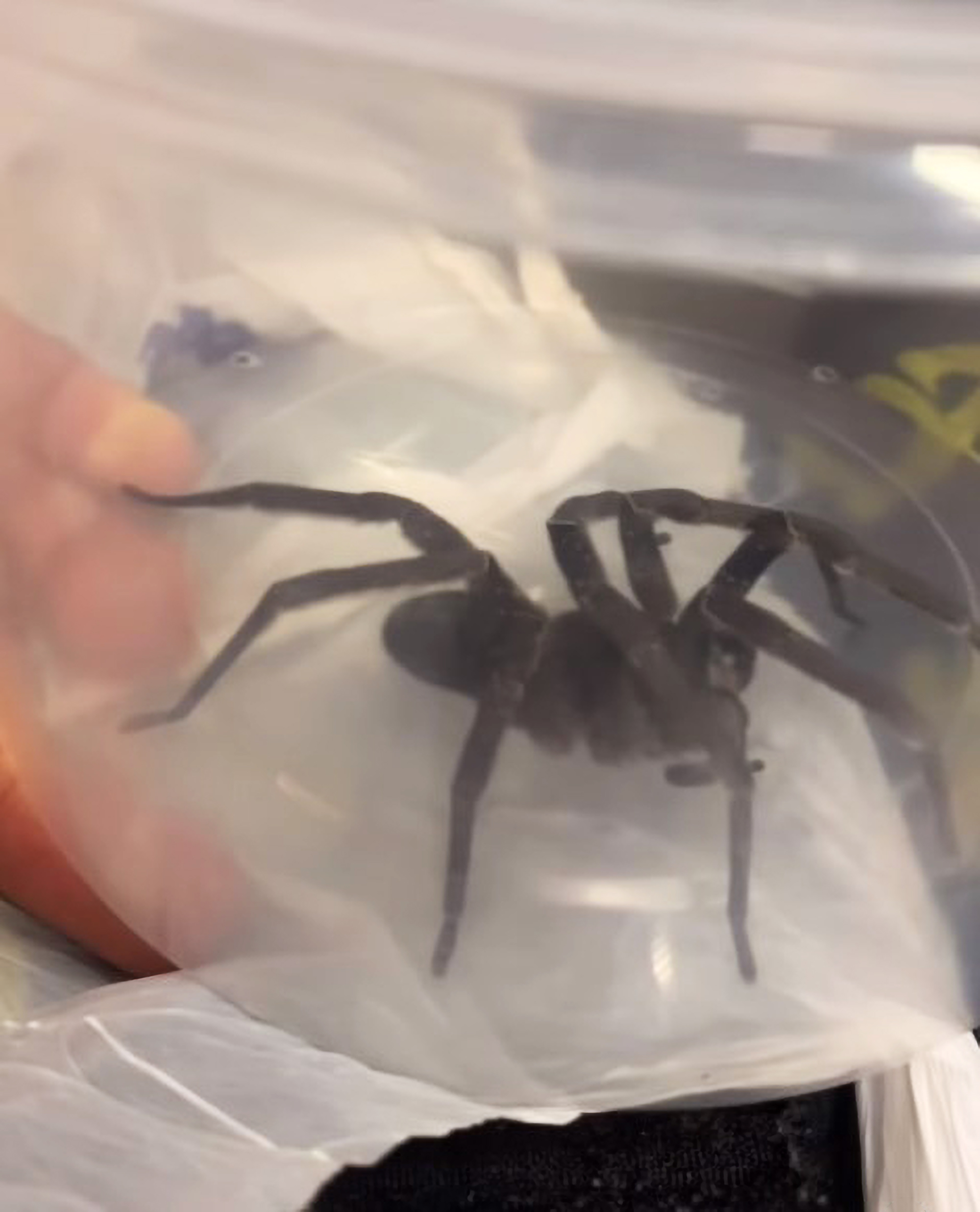Read more about the article Mum’s Horror When ‘Plastic Spider’ In Toybox Bit Her Son