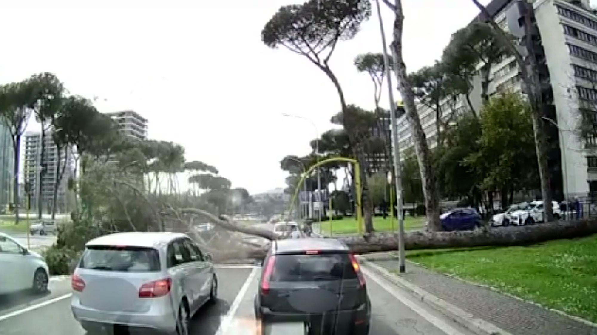 Read more about the article Huge Tree Suddenly Topples Over Onto Cars At Traffic Lights In Rome