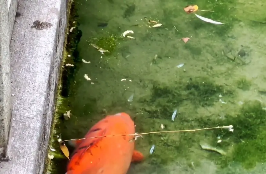 Chubby Koi Fish Draws In A Number Of Amused Park Visitors