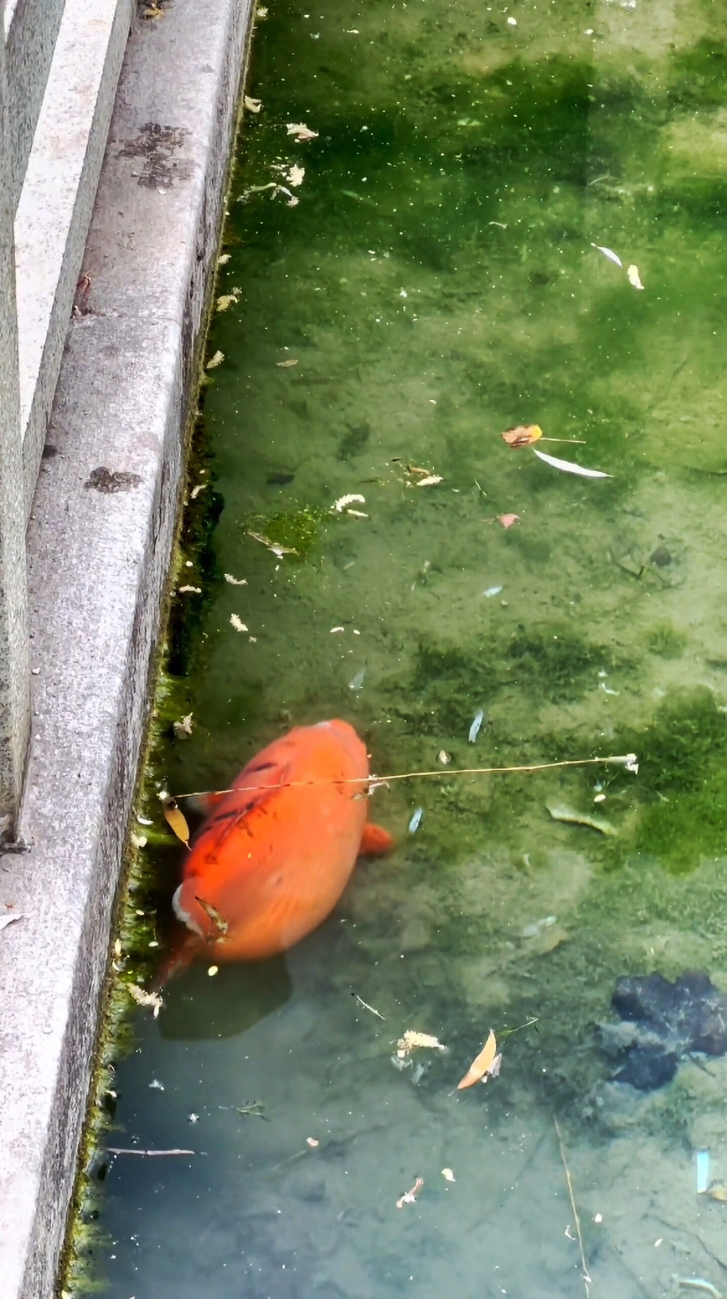 Read more about the article Chubby Koi Fish Draws In A Number Of Amused Park Visitors