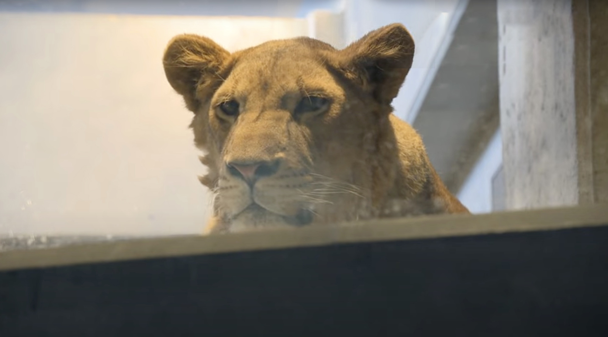 Read more about the article Bungling Japanese Zoo Mistook Lioness For Male