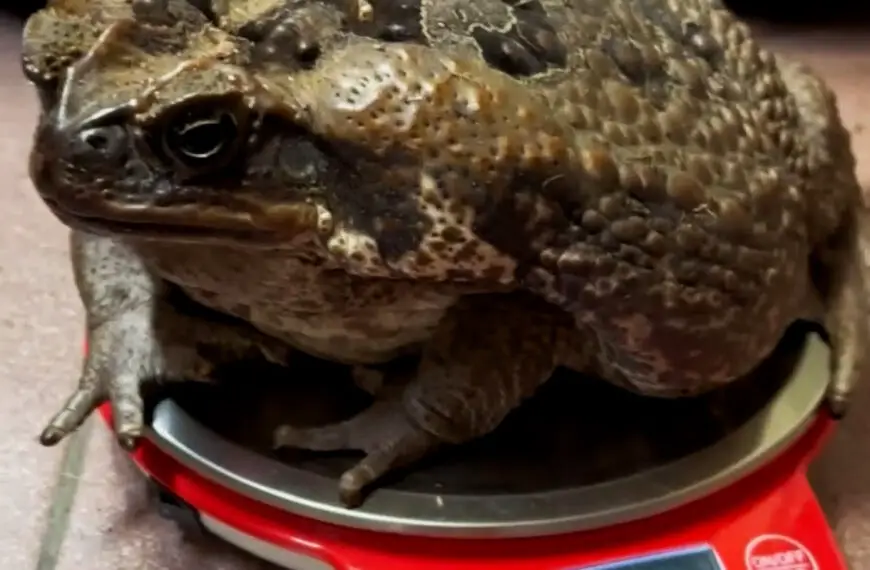 Massive Cane Toad Has Weigh To Go