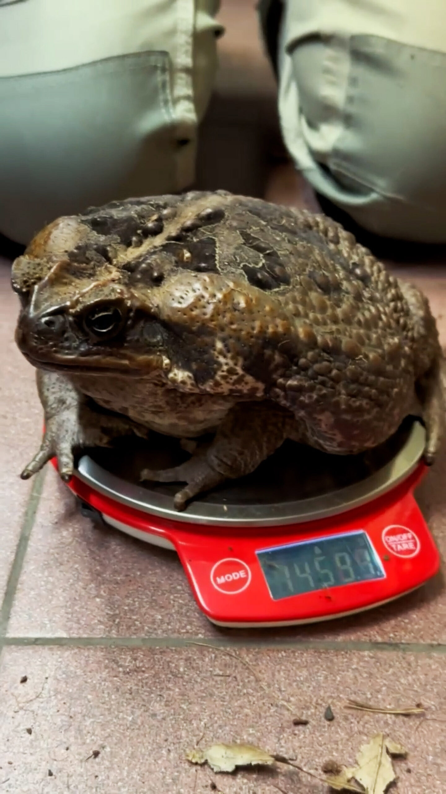 Read more about the article Massive Cane Toad Has Weigh To Go