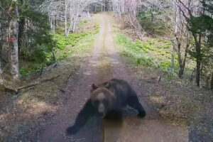 Read more about the article Mother Bear’s Ferocious Attack On Truck