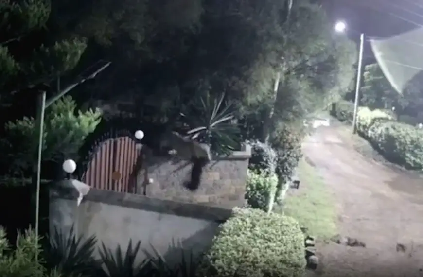 Moment Lioness Is Caught On CCTV Leaping From Family Garden With 75Kg Rottweiler In Her Mouth