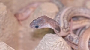 Read more about the article Days Old Baby Cobra Nippers Are Already Up For A Fright