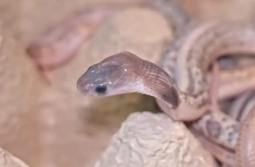 Days Old Baby Cobra Nippers Are Already Up For A Fright